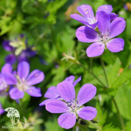Герань лесная Мэйфлауэр
