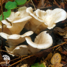 Вешенка рожковидная