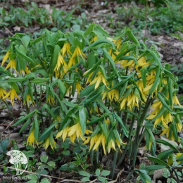  Увулярия крупноцветковая