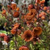 Geum Tempo Orange Гравилат Темро Оранж фото 4 