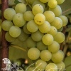 Виноград Иза Заливска фото 1 
