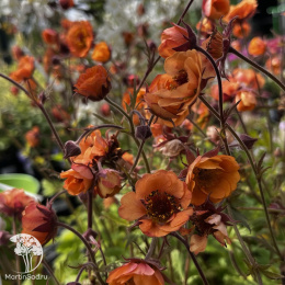 Geum Tempo Orange Гравилат Темро Оранж