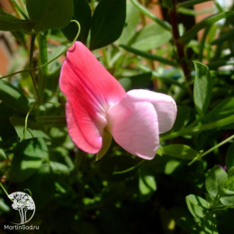 Горошек душистый Атласный жемчуг