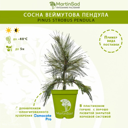 Сосна веймутова Пендула