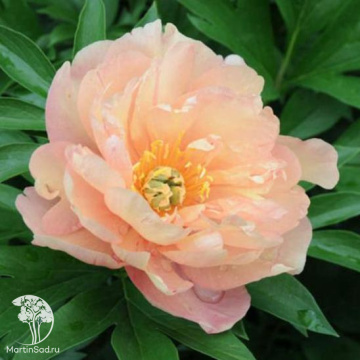 Фото Пион ИТО-гибрид Сингинг ин зе Рейн