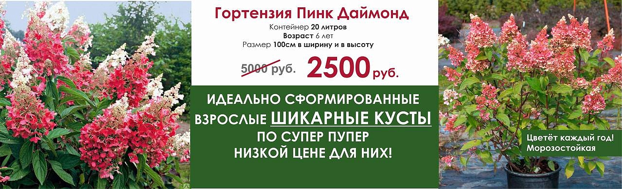 Гортензия Пинк Даймонд