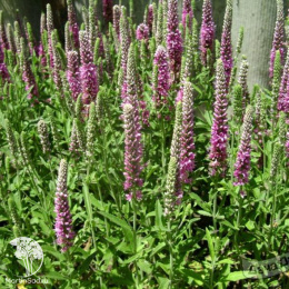 Вероника Пинк Гоблин