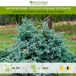 Кипарисовик горохоплодный Булевард