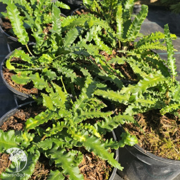 Листовик сколопендровый Ангустатум