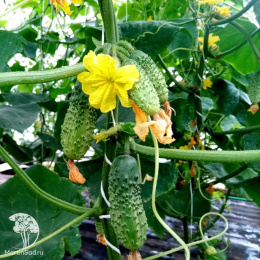 Огурец пчелоопыляемый Феличита F1