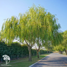 Ива матсуды Пендула