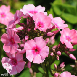 Флокс метельчатый Флейм Лайт Пинк