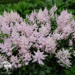 Астильба Арендса Бумальда