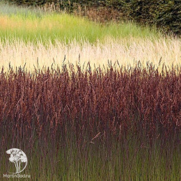 Молиния голубая Эдит Дудзус