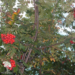 Рябина Сорбинка