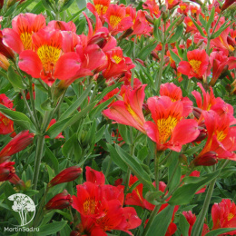 Альстромерия Марс