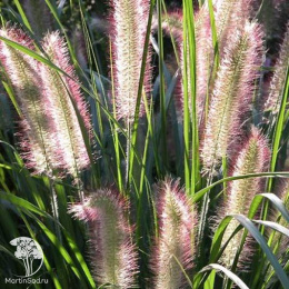 Пеннисетум лисохвостный Хербстцаубер