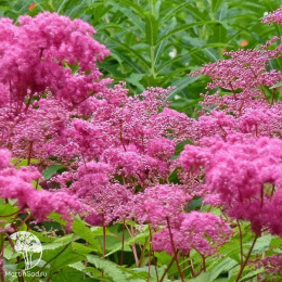 Лабазник пурпурный Кахоме