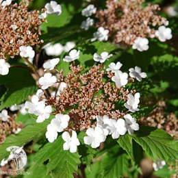 Калина саржента Онондага