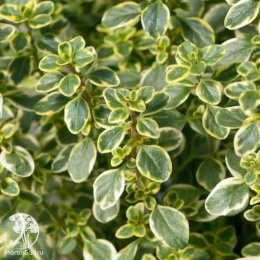 Тимьян лимоннопахнущий Мистик Лемон