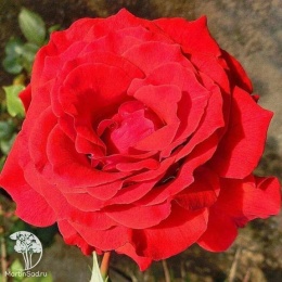 Роза флорибунда Сачмо