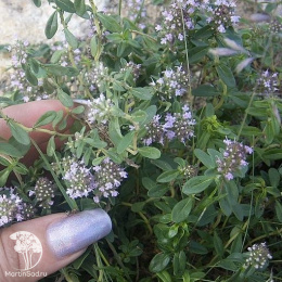 Чабер Горный - семена