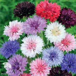 Василек Бордюрный, синий (смесь)