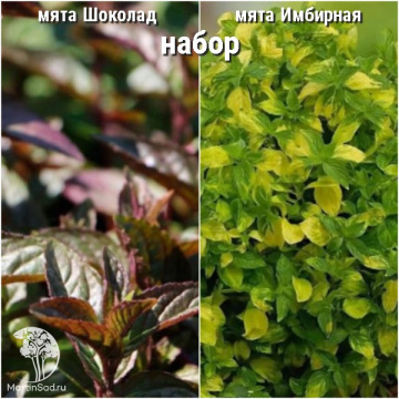 Фото Набор для чая мята Шоколад + мята имбирная