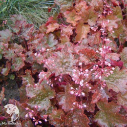 Сверхвыгодный микс! Гейхера Рейчел + Гейхера Бинош + Гейхера Палас Пурпл