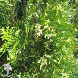 Туя западная Смарагд Вариегата