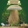 Мицелий Белый гриб Дубовый на зерновом субстрате фото 1 