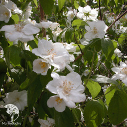 Чубушник Натчез