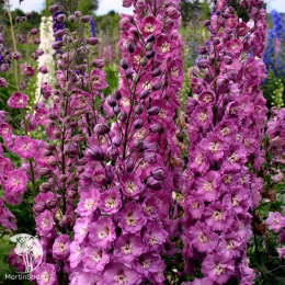 Дельфиниум Новозеландский гигант розовый, махровый