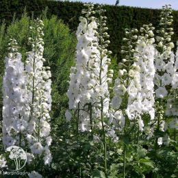 Дельфиниум белый