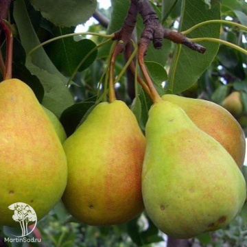 Фото Груша Ириста