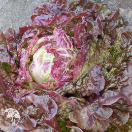 Лук батун Изумрудный +Салат Яхонт  серия Дуэт Хорошие соседи 