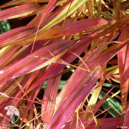 Хаконехлоа большая Маллед Вайн