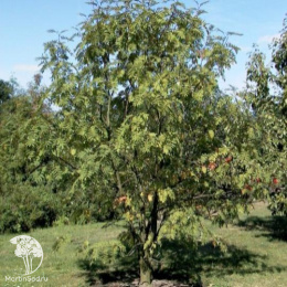 Рябина северная нарядная