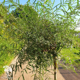 Ива тимьянолистная на штамбе