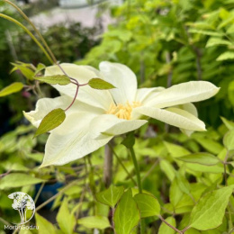 Клематис Мунлайт (Еллоу Квин)