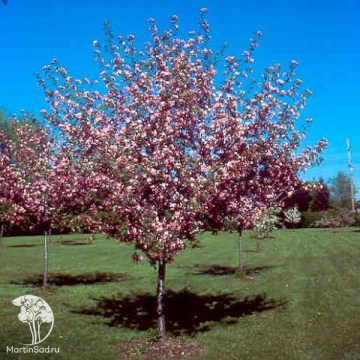 Фото Яблоня декоративная Брэндивайн
