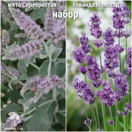 Набор для чая мята Серебристая + лаванда Манстэд