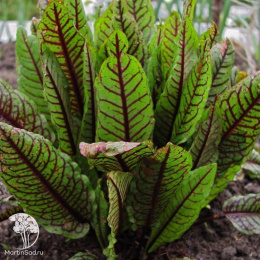 Щавель Кровавая Мэри