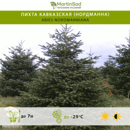 Пихта кавказская (Нордманна)