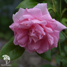 Роза канадская Ламберт Клосс