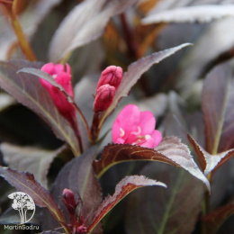 Вейгела Наоми Кэмпбелл