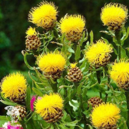 Василёк крупноголовчатый