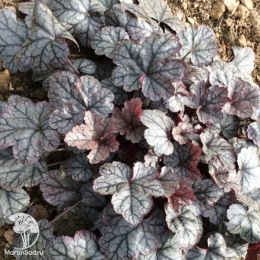 Сверхвыгодный микс! Гейхера Циркус + Гейхера Джорджия Плам + Гейхера Шуга Фростинг