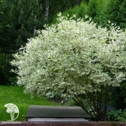 Дёрен белый Элегантиссима