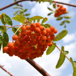 Рябина обыкновенная Диркени на штамбе